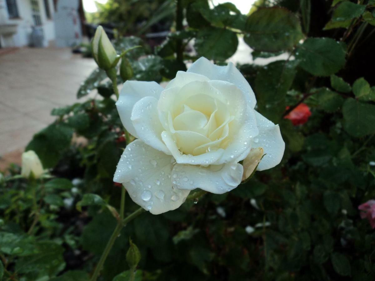 B&B Corte Delle Rose Castiglione Delle Stiviere Exteriör bild